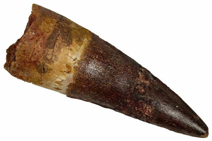 Fossil Spinosaurus Tooth - Real Dinosaur Tooth #355725